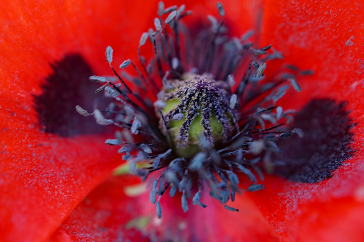 CloseUps-Fotografie